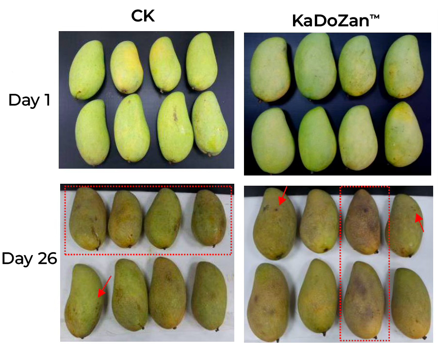 Inhibitory effect of KaDoZan® treatment on fruit rot disease in Jin-Huang mangoes.